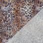 Preview: Musselin mit Leoprint in Erdtönen